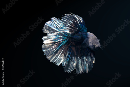 rooster fish on a dark background photo