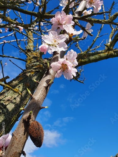 Mandelblüten am Baum mit einzelner Mandel und blauen Himmel / Hochformat photo