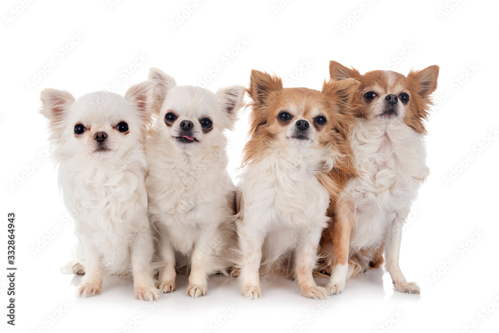 chihuahuas in studio chihuahuas in studio