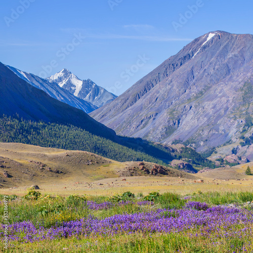 Mountain view, summer day. Flowering meadow. Steep slopes, snowy peaks and forest. Traveling in the mountains, trekking.