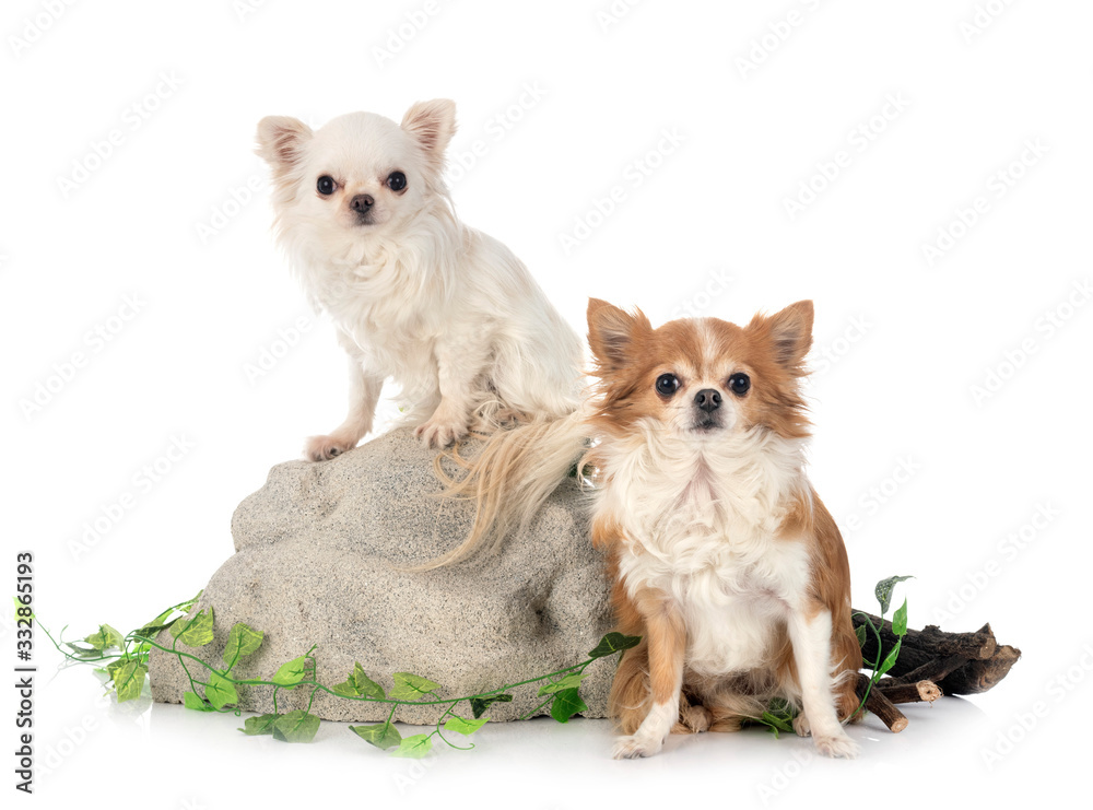 Obraz premium chihuahuas in studio