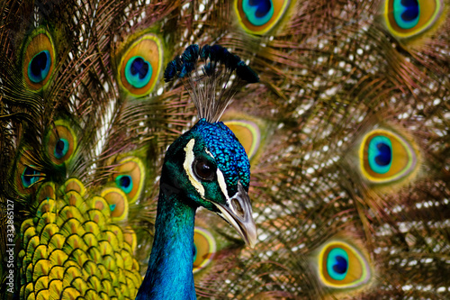 Close-up male peacock portrait