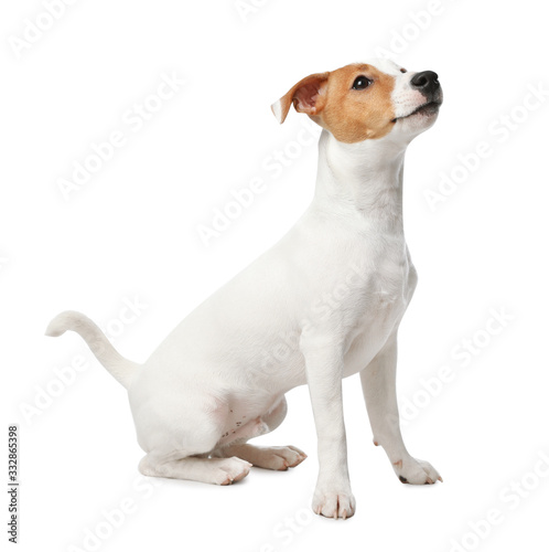 Cute Jack Russel Terrier on white background. Lovely dog