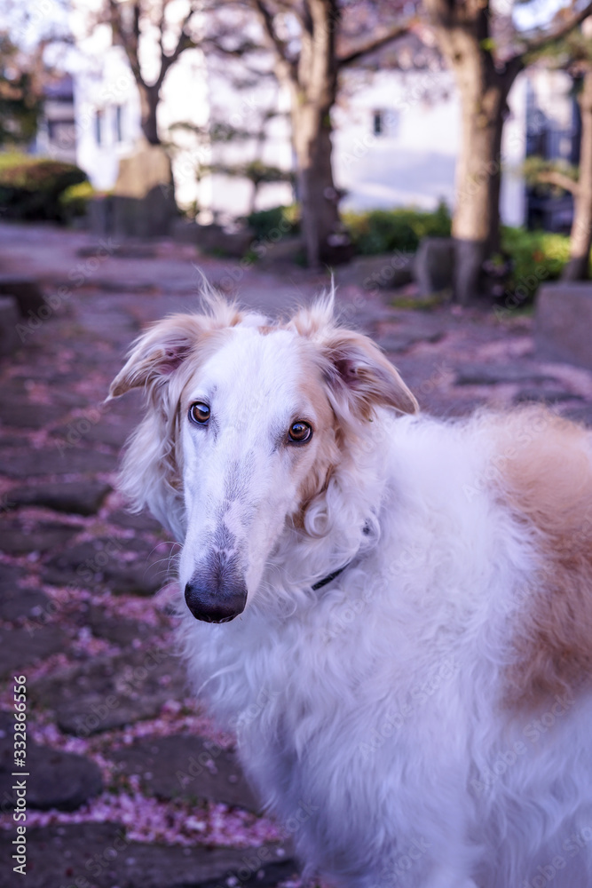 Fototapeta premium 動物 犬