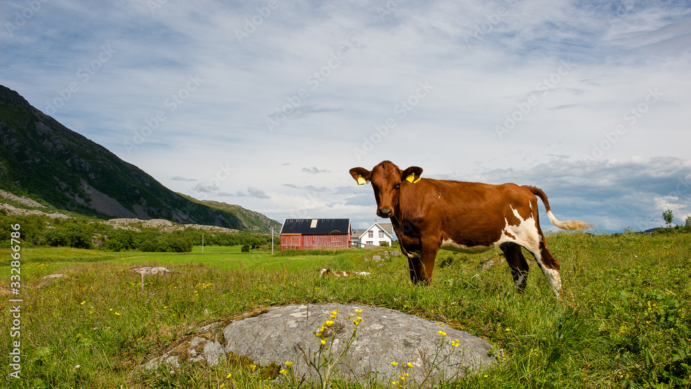 Cow at farm, Norway