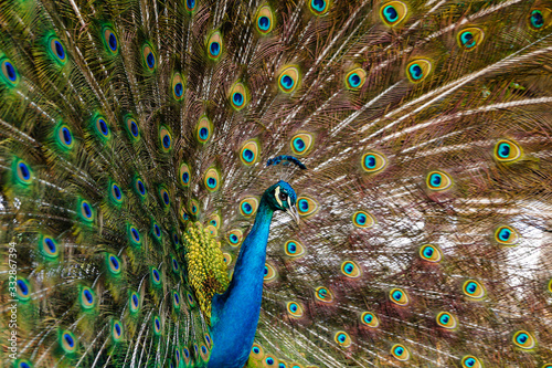 Male peacock with feathers out