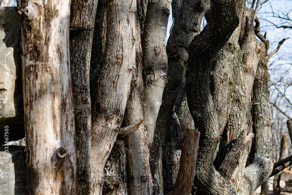 Vertical logs with bark, sawn tree trunks stand close to each other. Creating a wall from natural and natural timber Vertical logs with bark, sawn tree trunks stand close to each other. Creating a wall from natural and natural timber