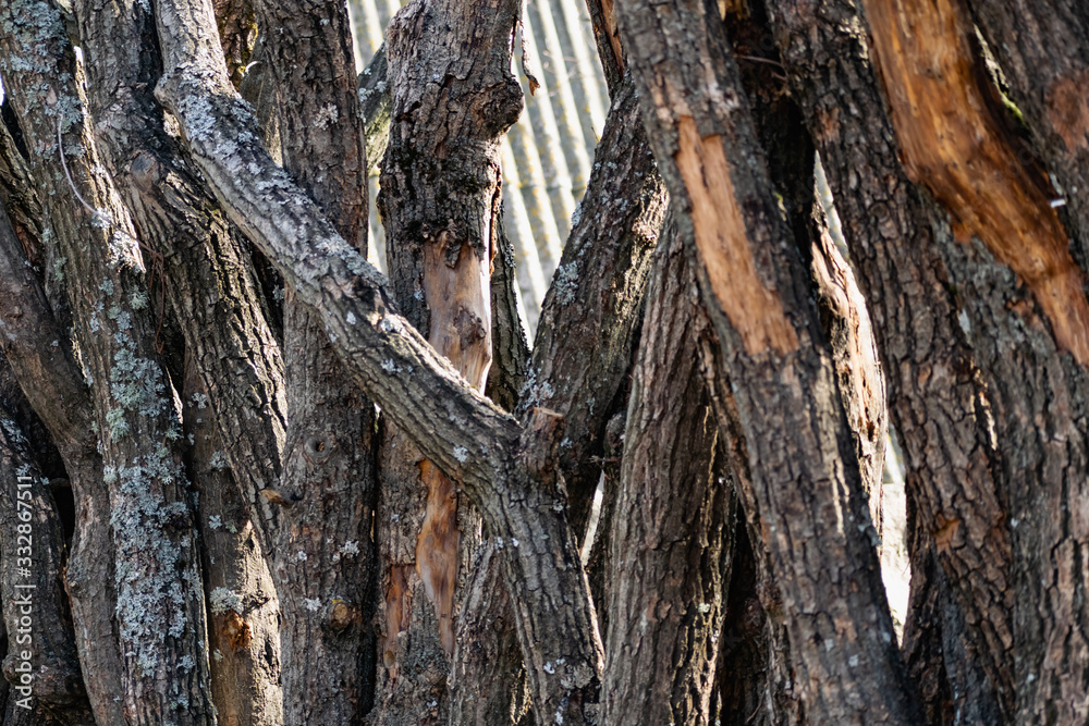 Obraz premium Vertical logs with bark, sawn tree trunks stand close to each other. Creating a wall from natural and natural timber