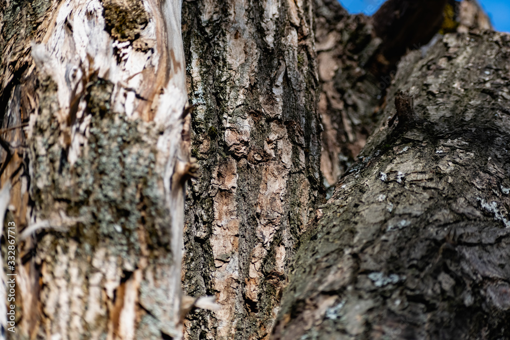 Vertical logs with bark, sawn tree trunks stand close to each other. Creating a wall from natural and natural timber Vertical logs with bark, sawn tree trunks stand close to each other. Creating a wall from natural and natural timber