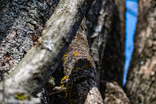 Vertical logs with bark, sawn tree trunks stand close to each other. Creating a wall from natural and natural timber