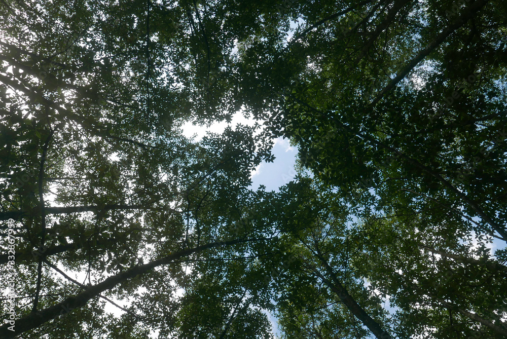 The canopy of tall trees at mangrove swamp reserve park located at Kuala Sepetang,Perak Malaysia. The canopy of tall trees at mangrove swamp reserve park located at Kuala Sepetang,Perak Malaysia.