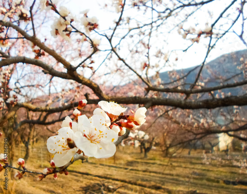 beautiful white flowers on an apricot tree. spring flowering apricot tree in the garden against a blue sky
