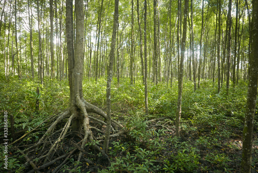 The mangrove swamp reserve park located at Kuala Sepetang,Perak Malaysia. The mangrove swamp reserve park located at Kuala Sepetang,Perak Malaysia.