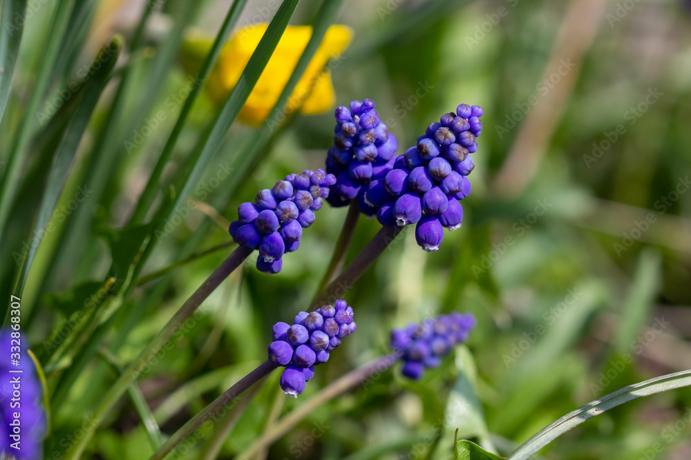 grape hyacinth in flower selective focus closeup grape hyacinth in flower selective focus closeup