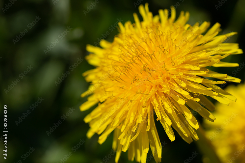 dandelion (Taraxacum officinale) flower closeup dandelion (Taraxacum officinale) flower closeup