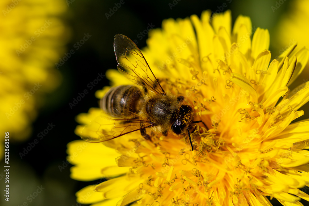 western honey bee (Apis mellifera) on a dandelion western honey bee (Apis mellifera) on a dandelion