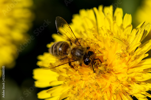 western honey bee (Apis mellifera) on a dandelion