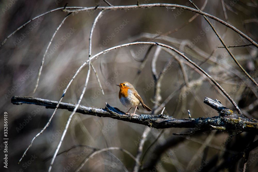 A red robin (Erithacus rubecula) in between white fruit blossom as a concept for spring, Červenka obecná A red robin (Erithacus rubecula) in between white fruit blossom as a concept for spring, Červenka obecná