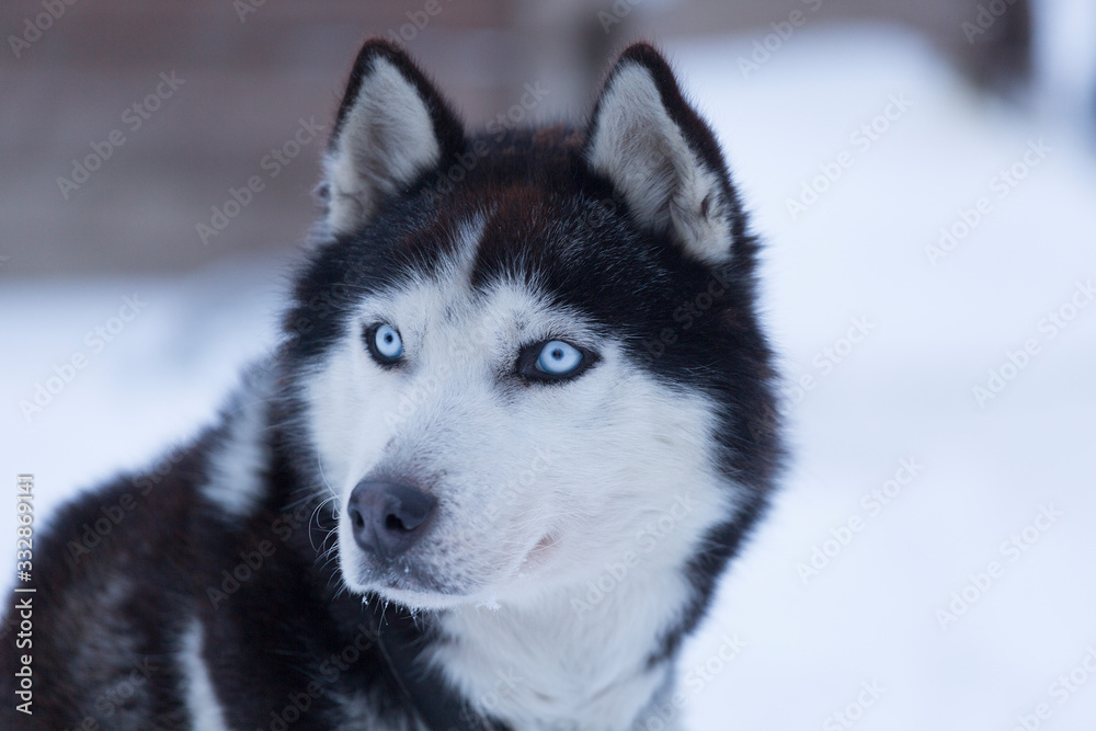 Portrait of a husky with blue eyes