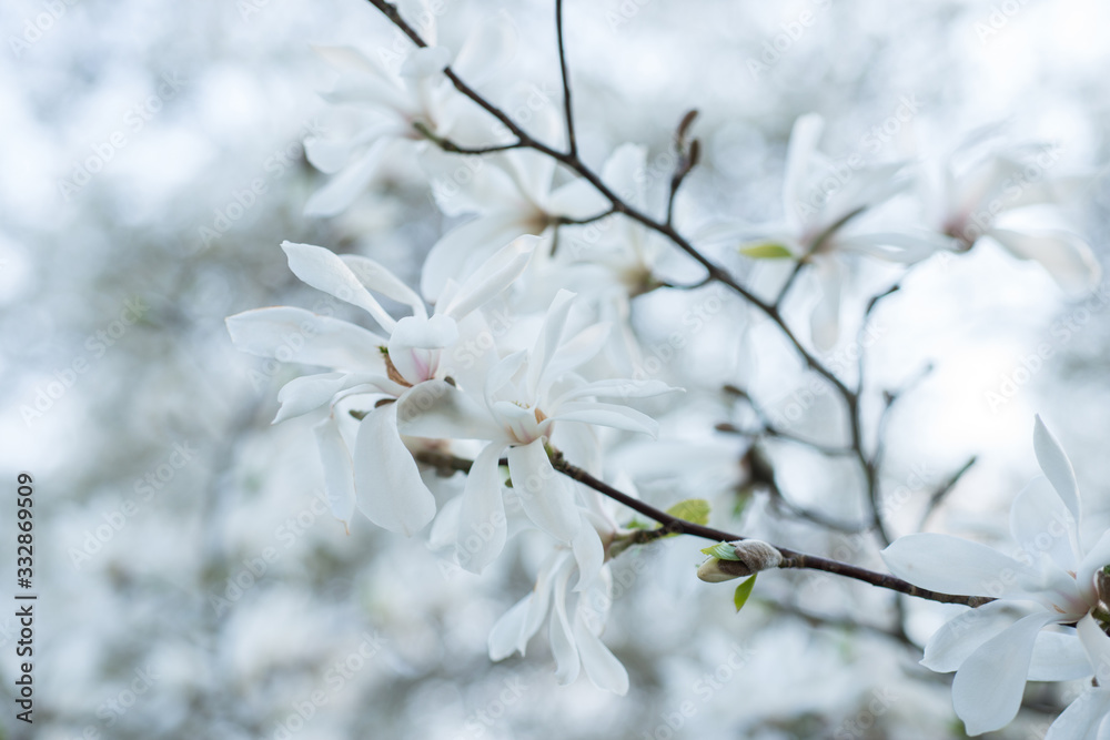 White magnolia flowers bloom on a tree in spring. White magnolia flowers bloom on a tree in spring.