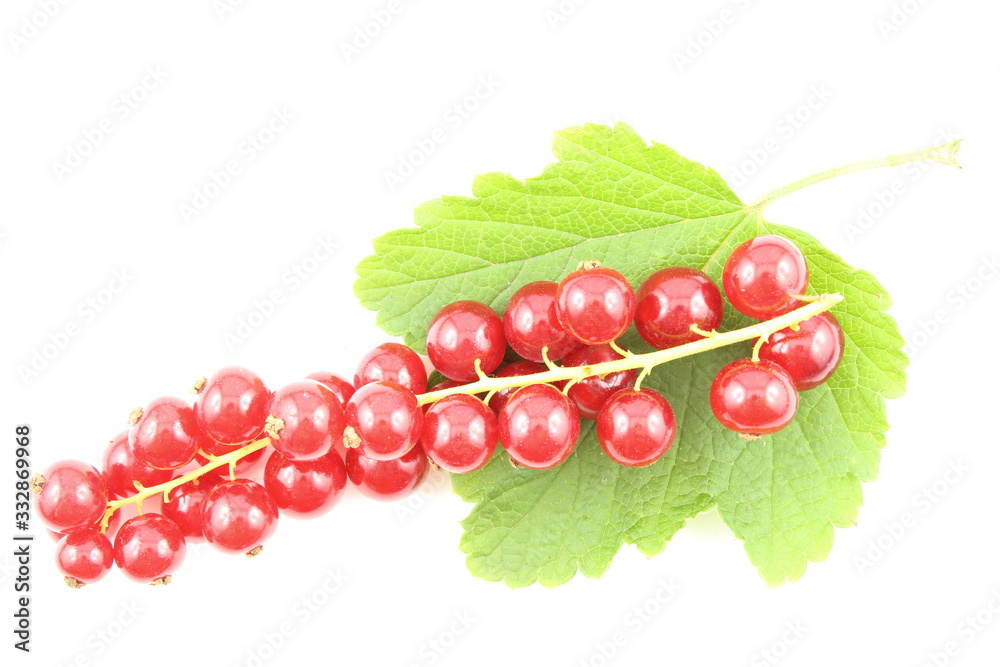 fresh red currant fruits isolated on a white background fresh red currant fruits isolated on a white background