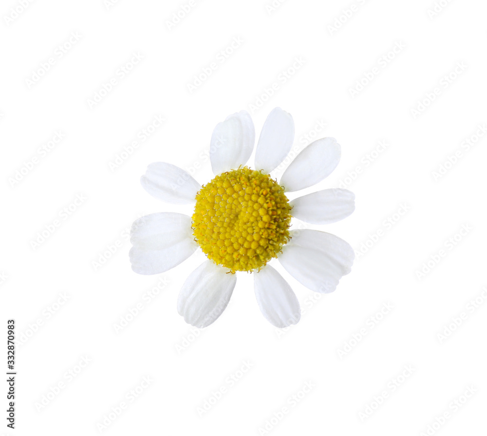 Fototapeta premium Beautiful small chamomile flower isolated on white