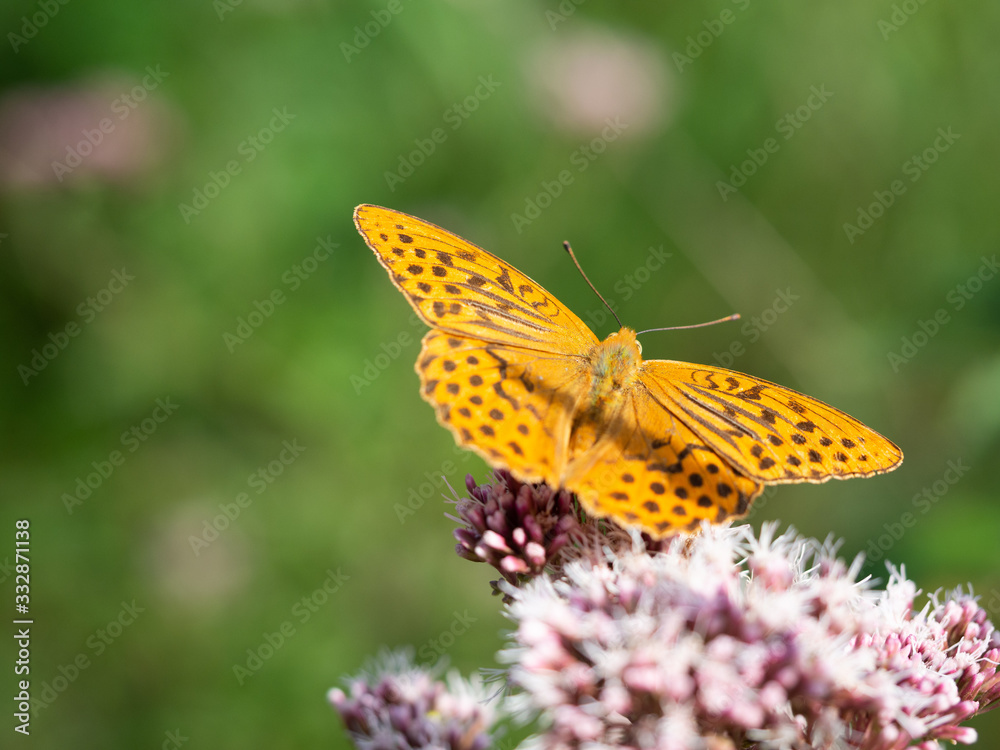 Silver-washed fritillary butterfly (Argynnis paphia) sitting on hemp-agrimony plant Silver-washed fritillary butterfly (Argynnis paphia) sitting on hemp-agrimony plant
