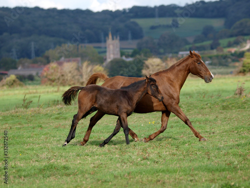 Mare and Foal