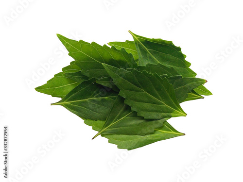 Pile of green java tea or cat's whiskers leaves isolated on white background. photo