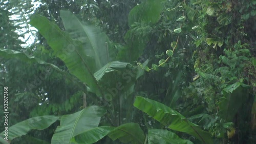 Tropical rain, palm trees, jungle photo