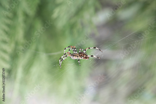 Spider forming a web in garden