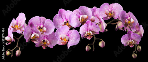 Branch of pink phalaenopsis or Moth orchid from isolated on black background photo