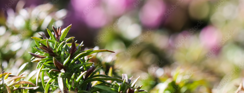 Green background of long spreading stems, foliage and buds of Creeping Phlox flowers in the garden Green background of long spreading stems, foliage and buds of Creeping Phlox flowers in the garden