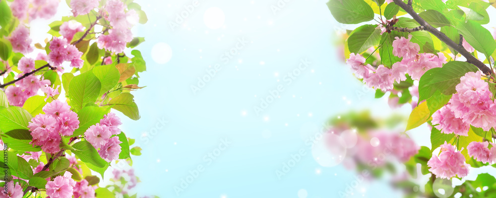 Cherry blossoms over nature background. Spring flowers. Spring Background with bokeh.
