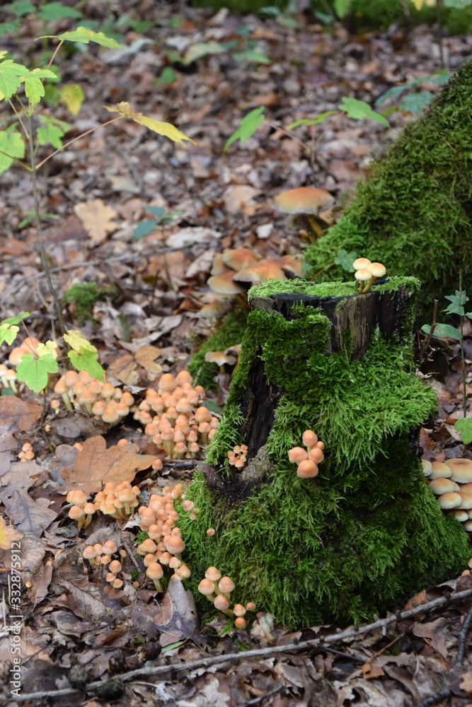Obraz premium Stockschwämmchen an einem Baumstumpf