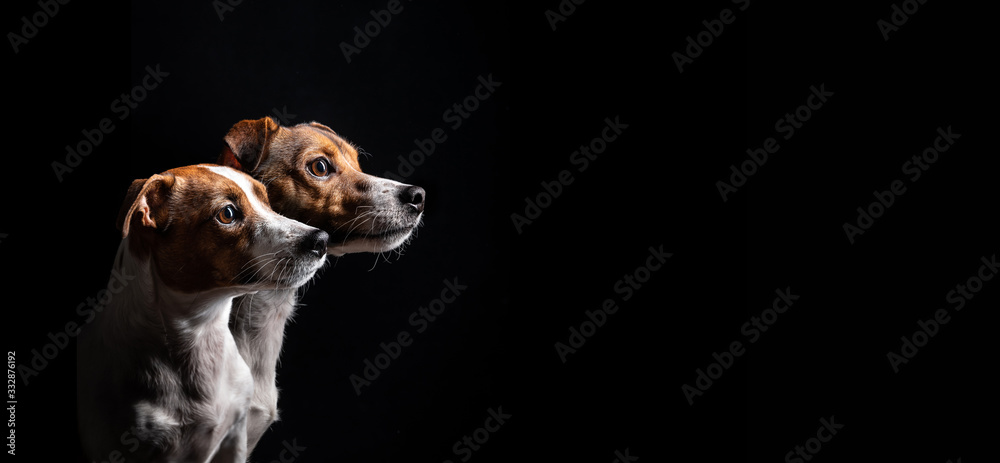 Zwei Jack Russel Terrier mit wunderschönen Augen im Seitenprofil vor schwarzen Hintergrund - obrazy, fototapety, plakaty 