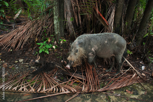 Burnaska bearded pig sus Barbatus in Bako national Park in search of food in the sand, Kuching, Malaysia, Borneo