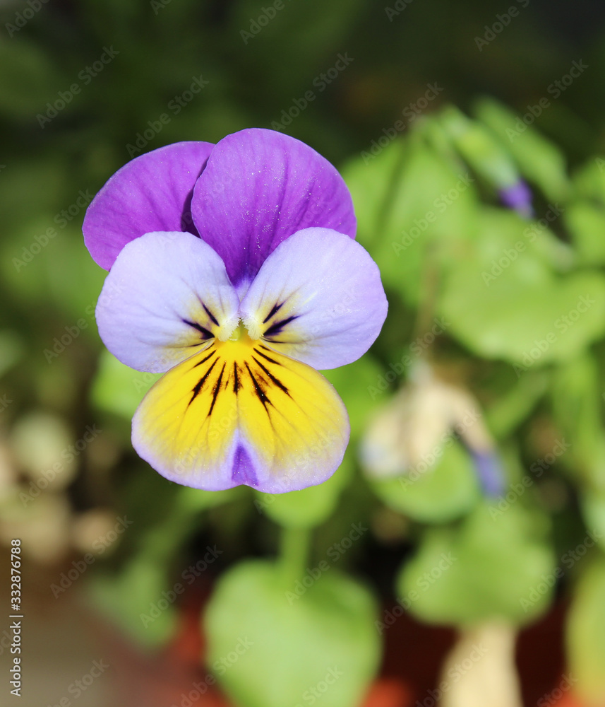 Purple and yellow pansy flower in bloom Purple and yellow pansy flower in bloom
