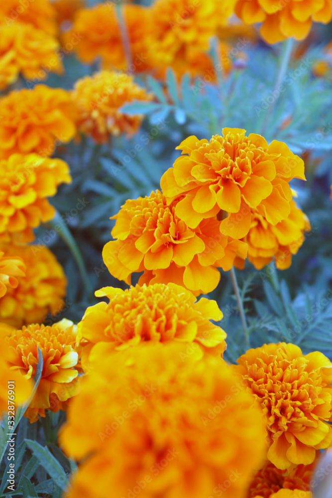 orange flowers