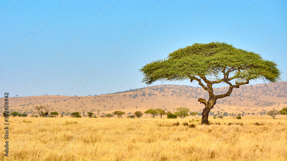 Lonely tree with lion resting on a branch in Maasai Mara National Park, Kenya, Africa.