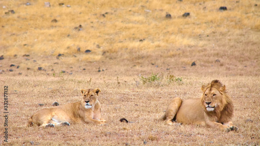 Lion and lioness lying on the dry grass in Ngorongoro crater, Tanzania, Africa. Lion and lioness lying on the dry grass in Ngorongoro crater, Tanzania, Africa.