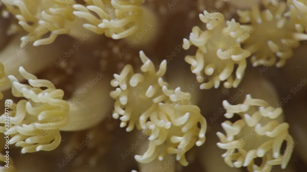 Underwater close up shot of soft coral polyps Underwater close up shot of soft coral polyps