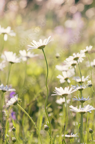 Dreamy Meadow Spring Flowers Field Wild Flowers In Tall Grass In Summer Light Airy Bright Floral Photo 