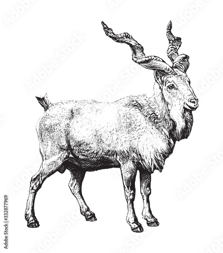 Markhor (Capra falconeri) / vintage illustration from Brockhaus Konversations-Lexikon 1908