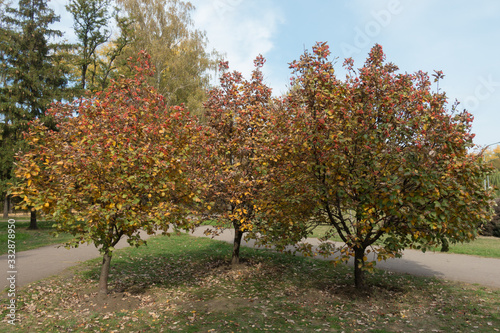 Triplet of Sorbus aria trees with autumnal foliage in October