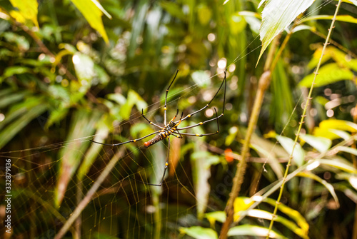 Spider on spider web after rain Sarawak. Borneo. Malaysia photo