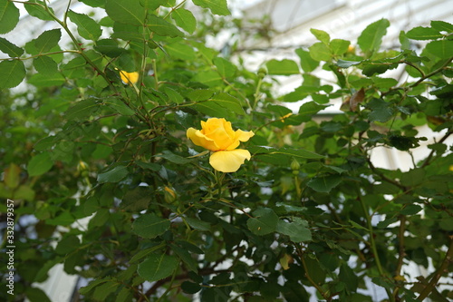 花　黄色バラ