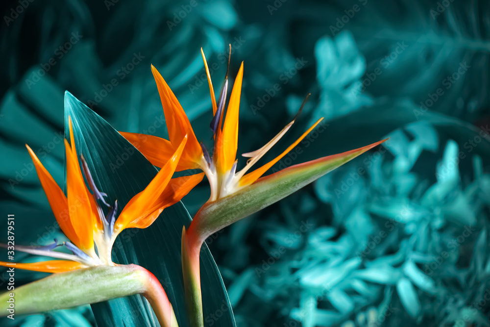 Fototapeta Bird of Paradise tropical flowers on blurred background, closeup