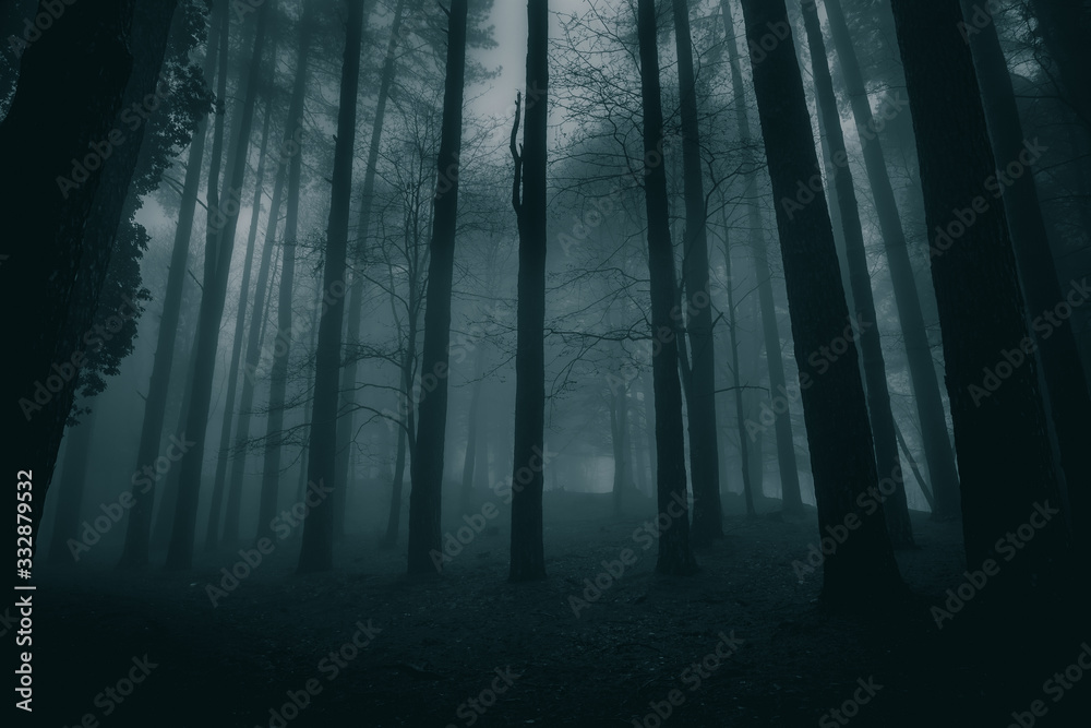 Fototapeta premium very mysterious and desolate atmosphere on a gloomy day in the dark woods with thick fog