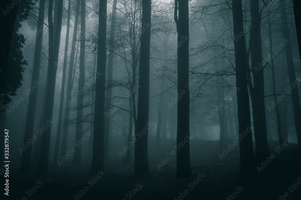 Fototapeta premium bardzo tajemnicza i odludna atmosfera w ponury dzień w lesie z gęstą mgłą